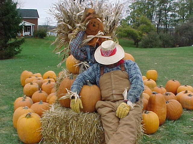 honey haven, fall festival, pumpkins, scarecrows, autumn, ashland, ohio